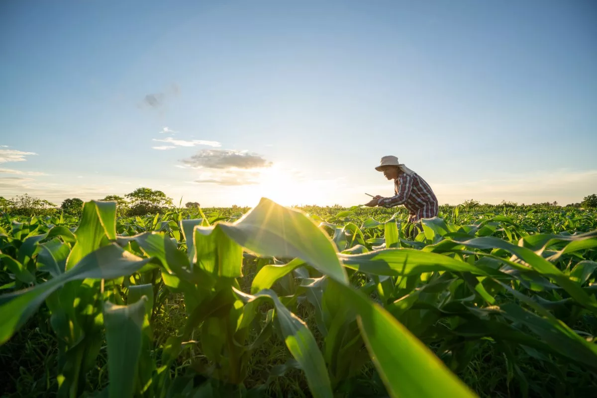 Farmer auf Maisfeld