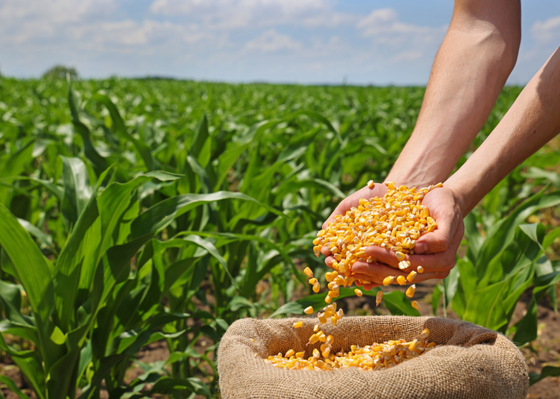 Corn in hands